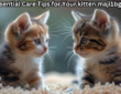 Top 10 Essential Care Tips for Your kitten:maji1bgfu90= cat