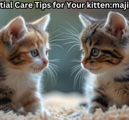 Top 10 Essential Care Tips for Your kitten:maji1bgfu90= cat